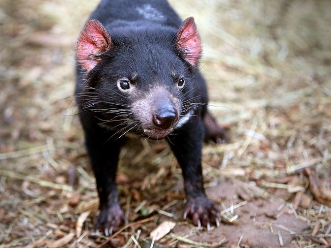 Animals at Bonorong | NT News