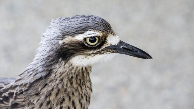 Curlews are quirky birds. (AAP Image/Richard Walker)