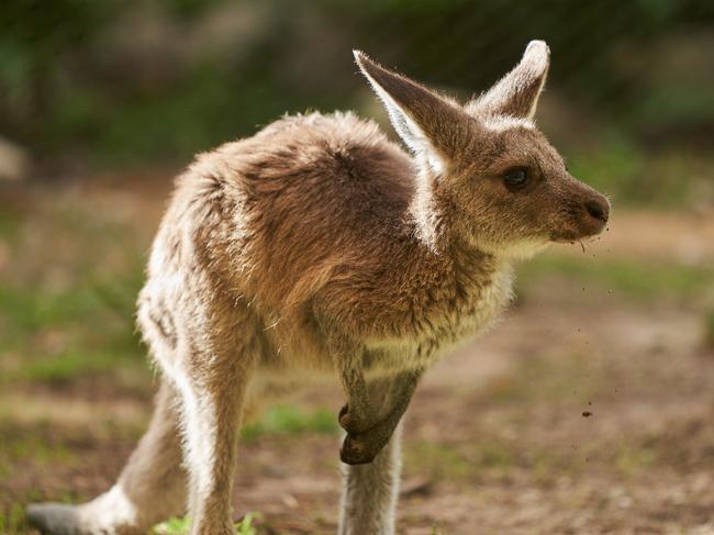 Animals at Warrawong Wildlife Sanctuary in Mylor, Thursday, April 16, 2020. Picture: MATT LOXTON