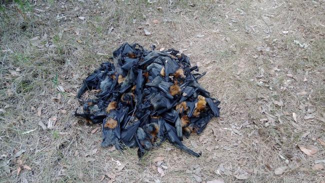 Bats from the Campbelltown colony on Sunday. Picture: Help Save the Wildlife and Bushlands in Campbelltown Facebook