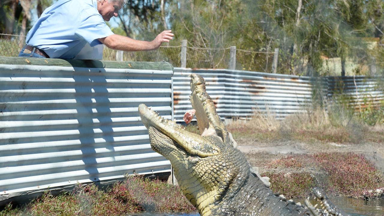 Croc expert suggests Fitzroy reptile removal during Olympics