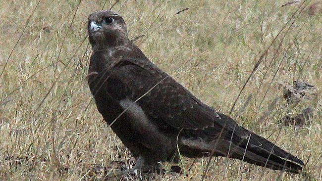 The black falcon is listed as vulnerable under the NSW Biodiversity Conservation Act. Picture Trevor Pescott