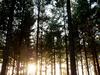 $220m to grow forestry industry