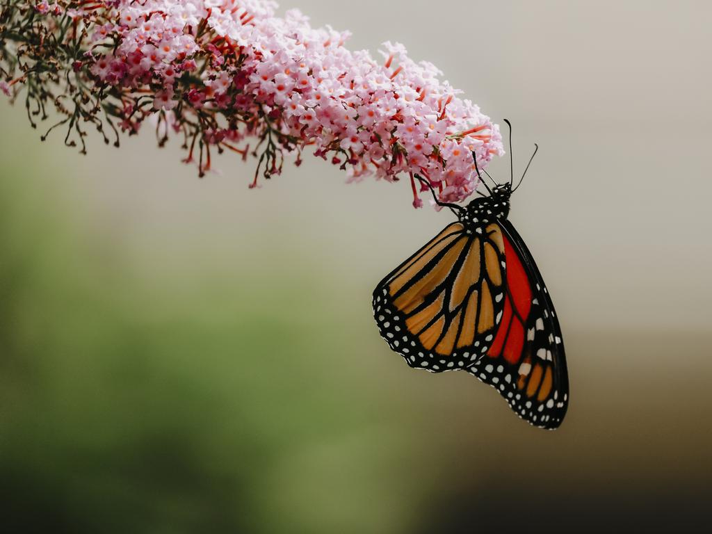 Plant this shrub to attract butterflies