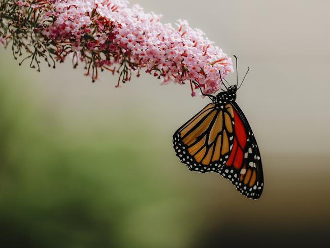 A beautiful monarch butterfly, feeding on the flowers of a butterfly bush.