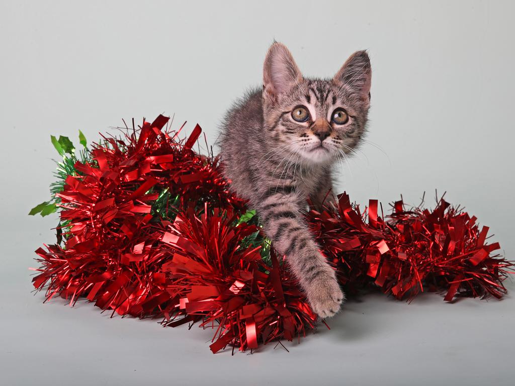 Patches is an eight-week-old boy who was picked up by the RSPCA team with his sibling as orphaned, lost kittens. He’s desexed, microchipped, vaccinated, worm and flea treated and $245 to adopt. Picture: Zak Simmonds