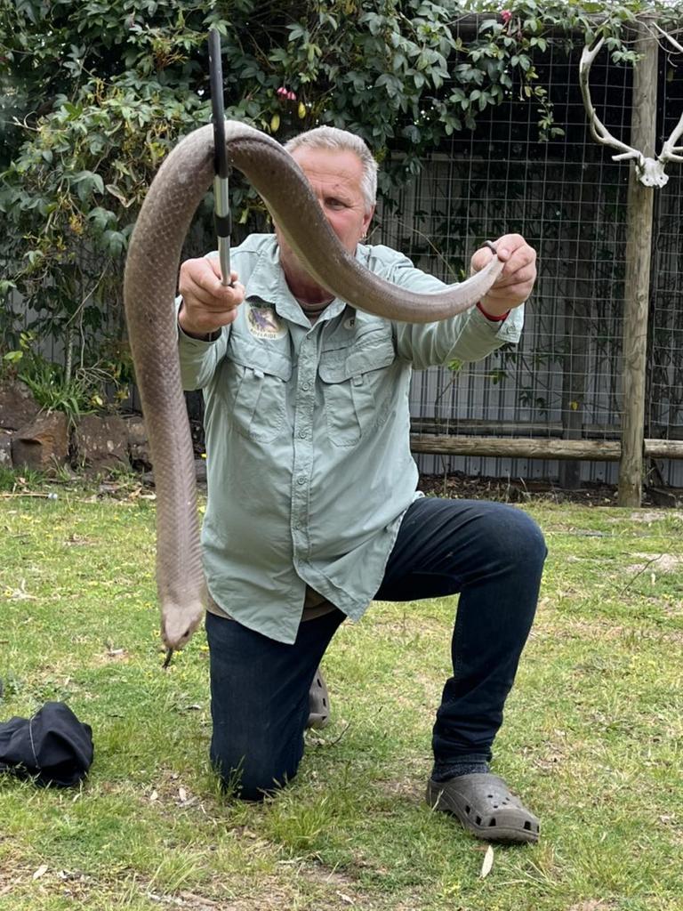 Snake Catchers Adelaide's Rolly Burrell holding a huge eastern brown snake, believed to be nearly 2m long in Myponga. Picture: Facebook