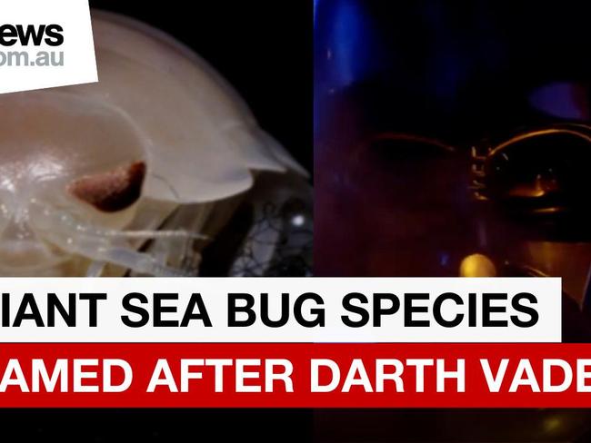 New giant sea bug species named after Darth Vader