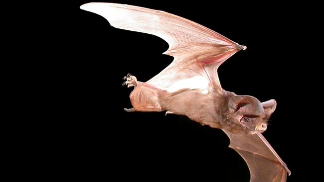 A white stripped freetail bat. Picture: Terry Reardon.