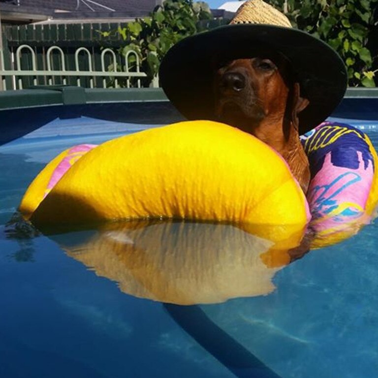 Chilling in the pool. Picture: Lee Rex Hunt