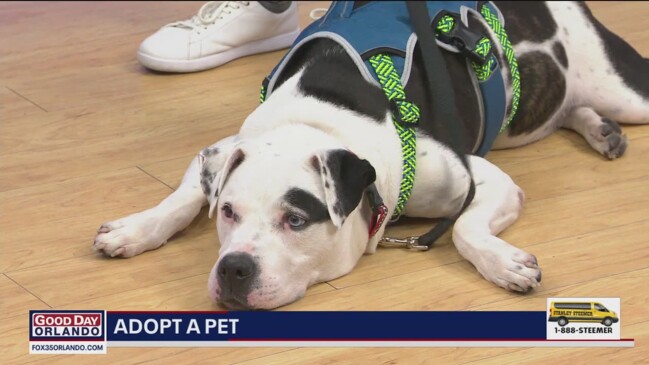 Adopt A Pet Meet Cooper