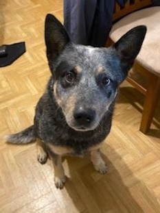 Ian Lees’ blue-heeler dog ‘Jasper’. Picture: SA Police