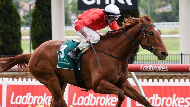 Cherry Tortoni is the main threat to Young Werther in the Victoria Derby. Picture: Getty Images