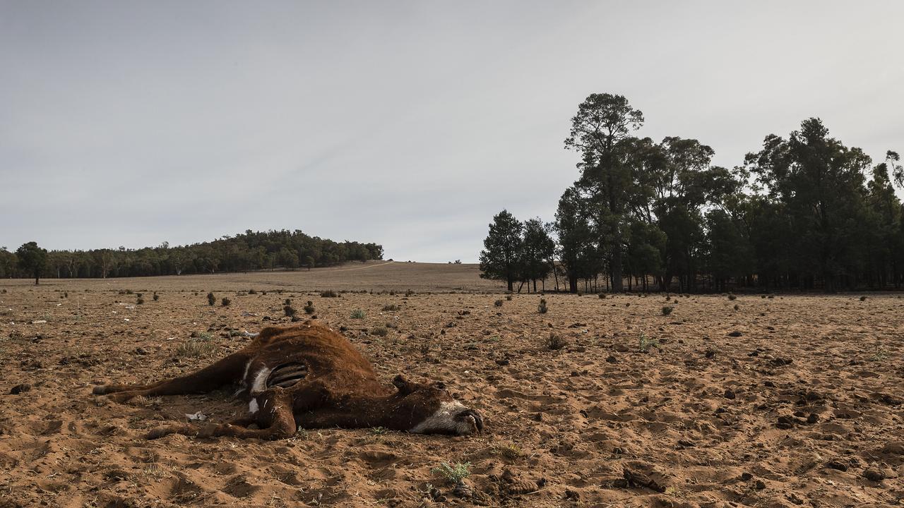 Farmers have been force to watch cattle die. Picture: Brook Mitchell/Getty Images