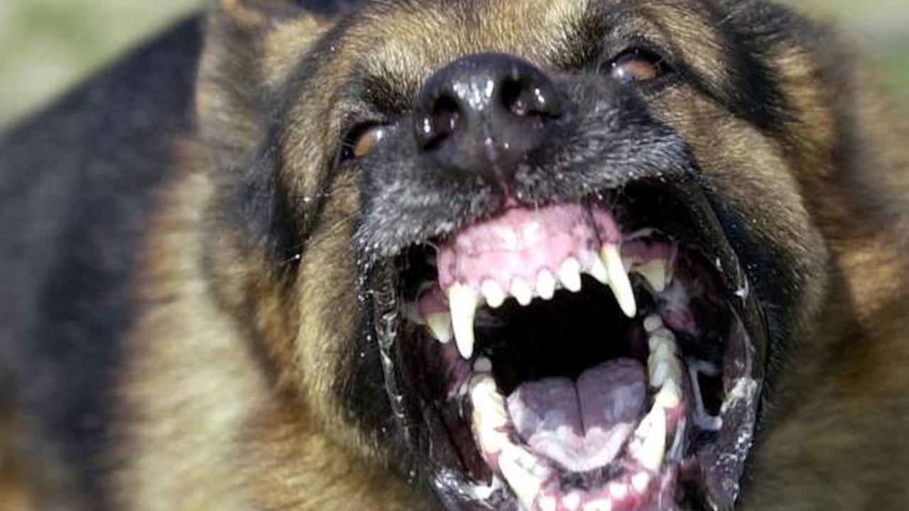 Woman’s arm ‘severed’ in brutal dog attack