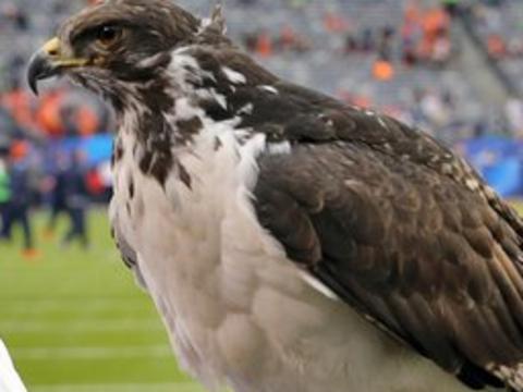 VIDEO: Bird mascot lands on fan’s head