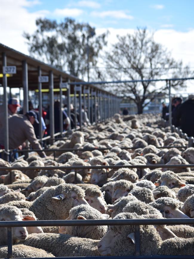 Wagga Wagga has been crowned Australia’s biggest saleyards in 2021-22. Picture: Jamie Lee Oldfield