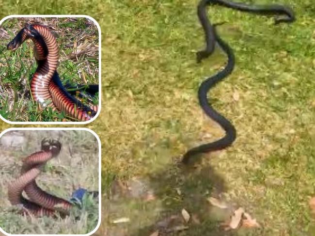 The moment two red-bellied black snakes turn their attention to gardener Craig Smailes.