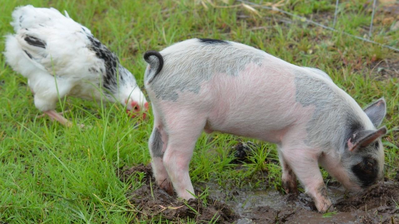 From the Ground Up Wellbeing Farm owner Kamala Paech has started offering animal and nature supported therapy programs for people living with disabilities and mental health.