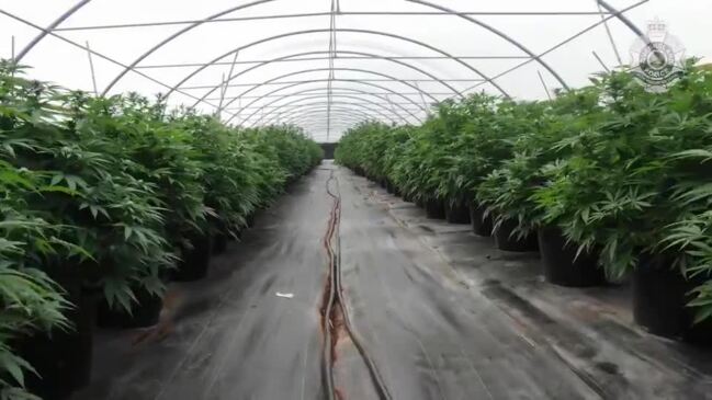 Police shut down $235m marijuana operation near Bruce Hwy