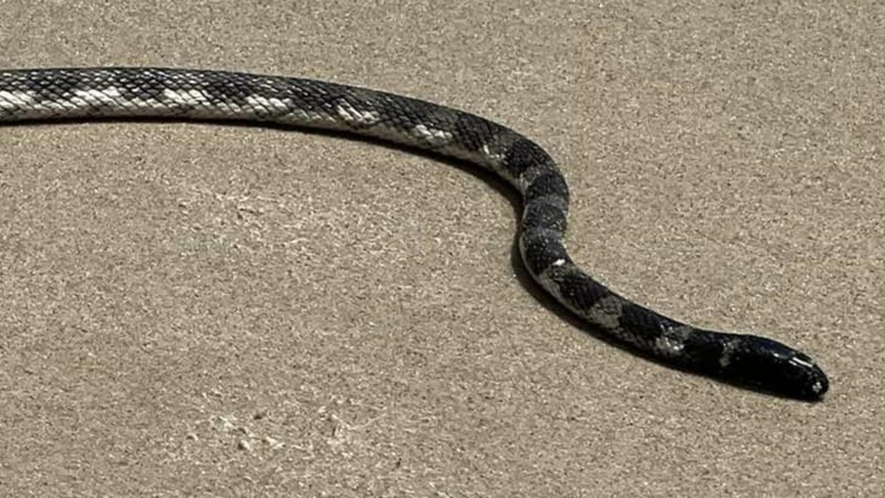 Highly Venomous Sea Snake On Beach At Mermaid, Snake Catcher Warns ...