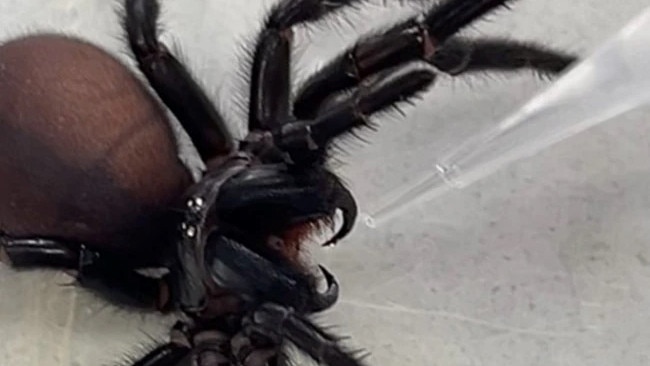 Australian researchers have created a drug using a molecule from the venom of funnel-web spiders. Picture: Supplied