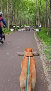 Proud pooch carries huge stick on entire 22km hike