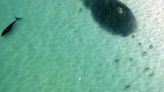 There are fears the sharks could pose a danger to beachgoers enjoying school holidays. Picture: Supplied