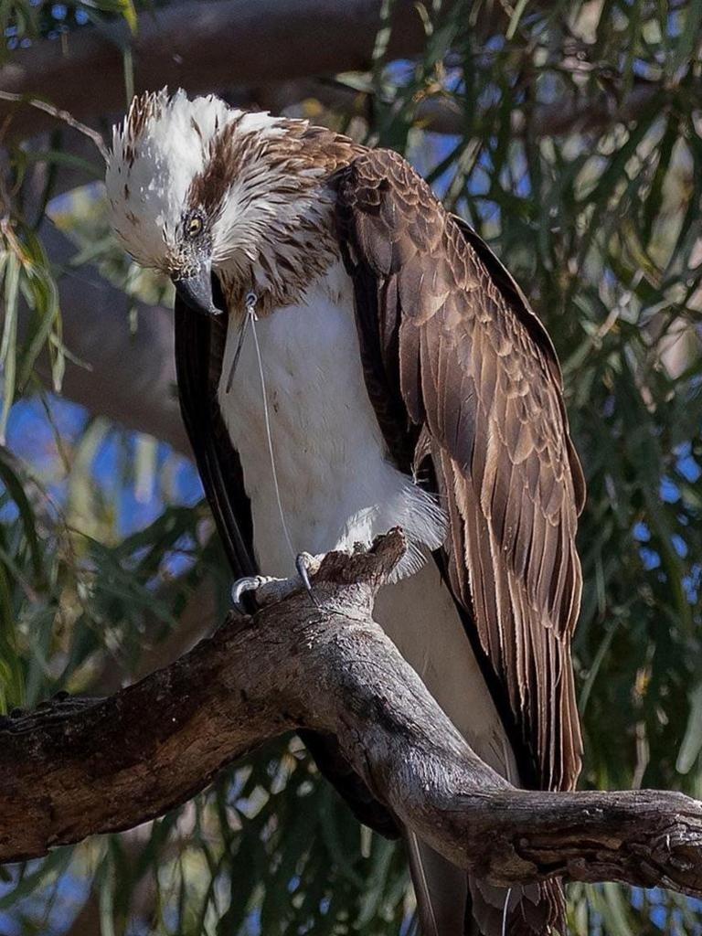 In August 2020, well-known Urangan osprey, Queenie, was snagged and pierced in her chest by a double gang fishhook.