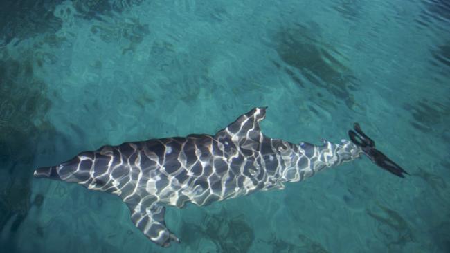 A dolphin at Shark Bay. Picture: Simon Allen/Shark Bay Dolphin Research Alliance