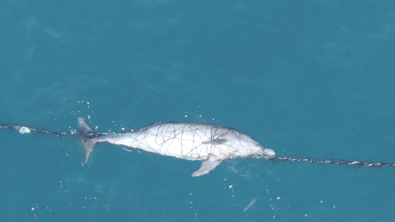 A dolphin was found dead after it got tangled on Saturday. Picture: Drone Shark App