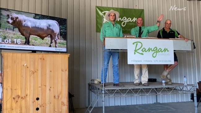 Charolais bulls go under the hammer at Rangan