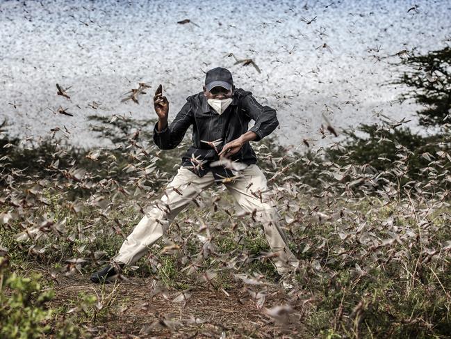 EMBARGO FOR TWAM 3 APRIL 2021  FEE APPLIESWORLD PRESS PHOTO CONTEST  Pic : Luis tato / Washington PostHerny Lenayasa, a Samburu man and chief of the settlement of Archers Post tries to scare away a massive swarm of locust ravaging an area next to Archers Post, Samburu County, Kenya on April 24, 2020.A locust plague fueled by unpredictable weather patterns up to 20 times larger than a wave two months earlier is threatening to devastate parts of East Africa. Locust has made already a devastating appearance in Kenya, two months afterÃ‚Â voracious swarms -some billions strong- ravaged big areas of land and just as the coronavirus outbreak has begun to disrupt livelihoods. In spite of coronavirus-related travel restrictions, international experts are in place to support efforts to eradicate the pest with measures including ground and aerial spraying.The Covid-19 pandemic has competed for funding, hampered movement and delayed the import of some inputs, including insecticides and pesticides.The UN Food and Agriculture Organisation (FAO) has called the locust outbreak, caused in part by climate change, Ã¢â‚¬Å“an unprecedented threatÃ¢â‚¬Â to food security and livelihoods. Its officials have called this new wave some 20 times the size of the first.Photo: Luis Tato for The Washington Post