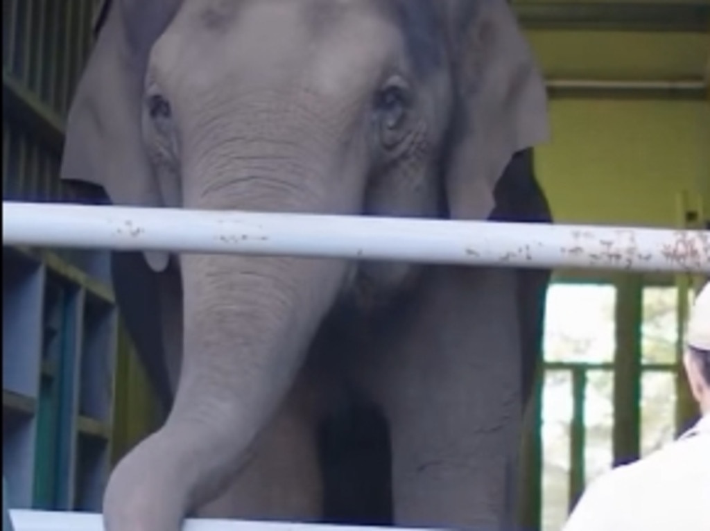 Taronga Zoo Sydney’s Asian Elephants Tang Mo and Pak Boon have officially embarked on their great migration this morning and are enroute to their new home at Monarto Safari Park in South Australia. Picture: Taronga Zoo