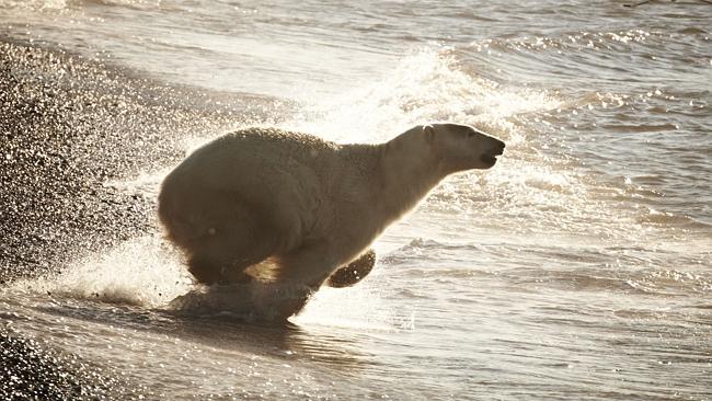 A polar bear at home on Russia’s Wrangel Island. Picture: Ewen Bell