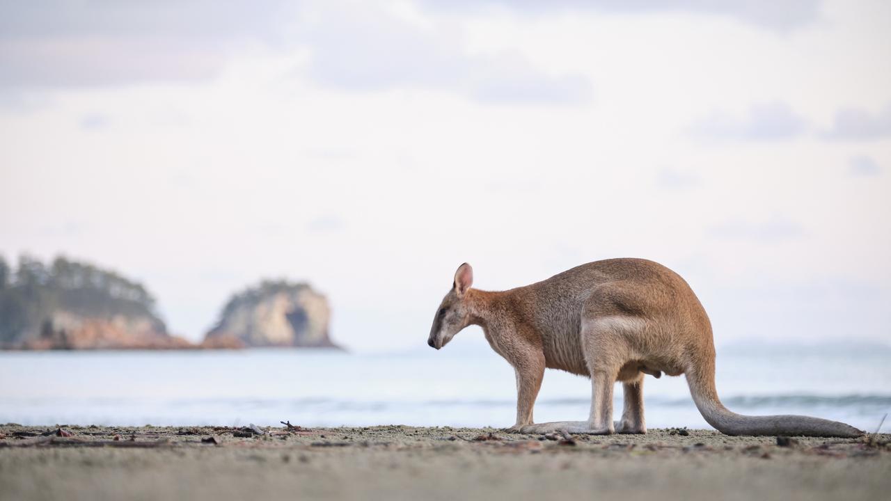 Check out the wallabies at Casuarina Beach in Cape Hillsborough.