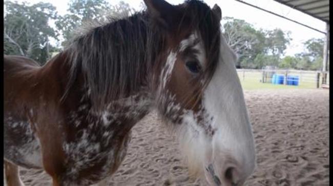 Equine Therapy is a hit