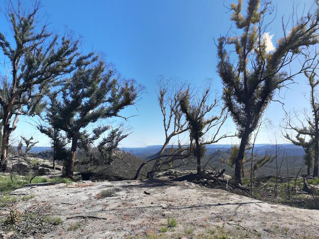 A police operation is underway after a woman fell from a lookout on McKenzie’s Saddle Walking Track at Buangla. Picture: Google