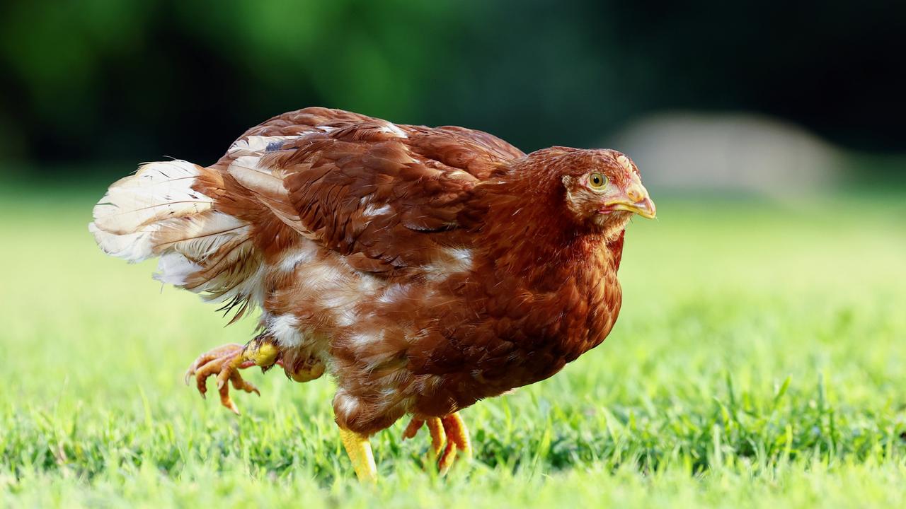 April, Far North Queensland’s Rare Four-legged Chicken, Has Been Booked ...