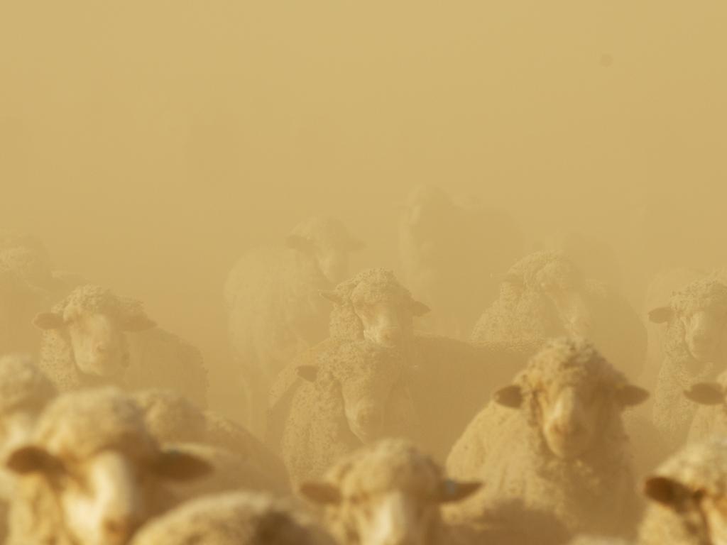 Sheep are fed on the Lelievre property on January 16, 2019 in Louth, Australia. Stuart Lelievre, wife Gabbie and their boys, feed all of their sheep due to dire drought conditions. The feeding is time consuming and a financial burden and they are dealing with issues of physical and emotional exhaustion as a result. Apart from the ongoing drought, Gabbie is outraged that her boys don't have access to clean water for showers. She likens it to a third world country. Local communities in the Darling River area are facing drought and clean water shortages as debate grows over the alleged mismanagement of the Murray-Darling Basin. Recent mass kills of hundreds of thousands of fish in the Darling river have raised serious questions about the way WaterNSW is managing the lakes system, and calls for a royal commission. (Photo by Jenny Evans/Getty Images)