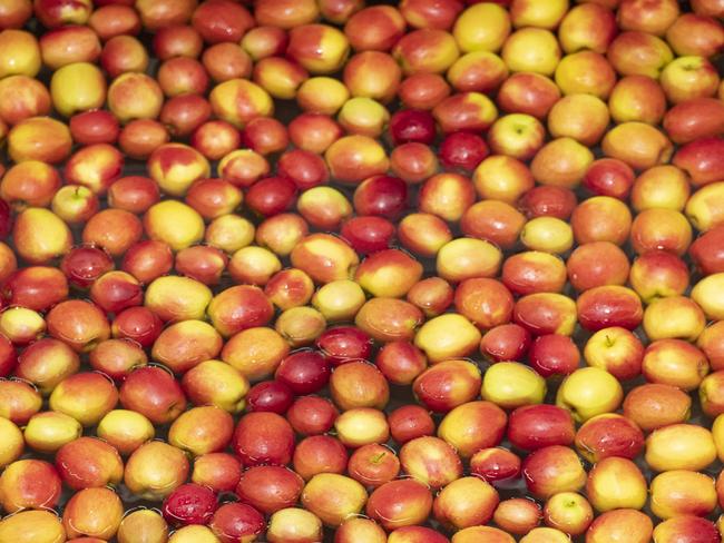 The company grows peaches, apples, pears, lemons and oranges in Cobram and Muckatah. Picture: Zoe Phillips