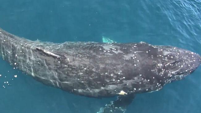 The closest look you’ll get at a whale | Gold Coast Bulletin