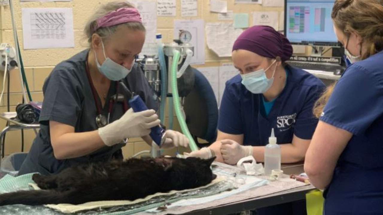 Buddy the cat sustained life-threatening injuries and was rushed to a nearby vet. Picture: Twitter/@PSPCA via <i>The Sun </i>