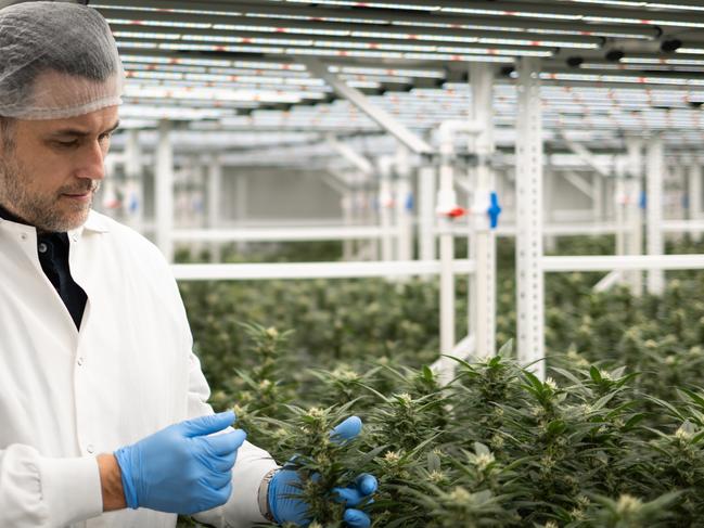 MediGrowth co-founder and chief-executive Adam Guskich inspects cannabis in Geelong. Picture: supplied.