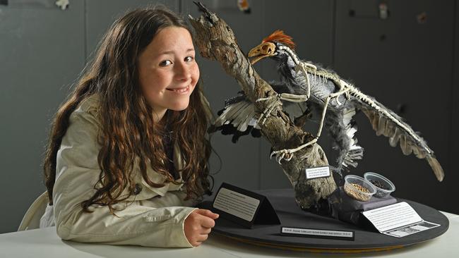 Phoebe Wood, 11, of Aldgate with her <i>Anchiornis huxleyi </i>model entered in the Oliphant Science Awards. Picture: Tom Huntley