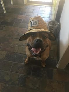 Hats off to Chief, Meagan Bale’s one-year-old American Staffy x French Mastiff.