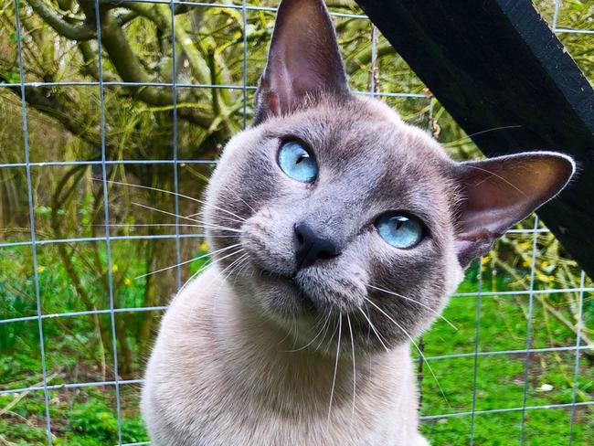 SMARTdaily pets. A gorgeous blue mink Tonkinese looking at the camera at his owner. Sitting outside in the safety of a cat proofed garden / catio / cat run / pen with daffodil flowers in the background. Picture: iStock