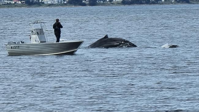 Whales spotted near Lindisfarne Bay. Picture: Stuart Gifford