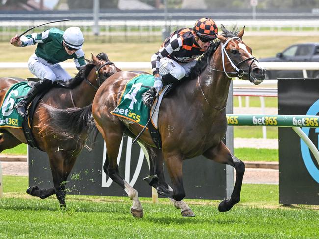 Stay Focused will attempt to bounce back from a last-start defeat in Saturday's Blue Diamond Stakes at Caulfield. Picture: Racing Photos via Getty Images.