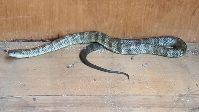 The tiger snake after it was found inside a cupboard, hiding underneath a microwave, at Parks Victoria's Templestowe office on Monday. Picture: Supplied.